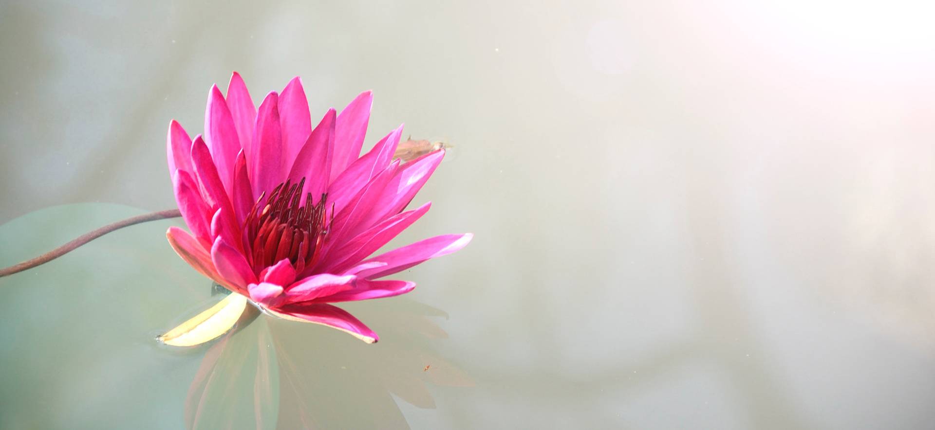 Fiore di loto rosa
